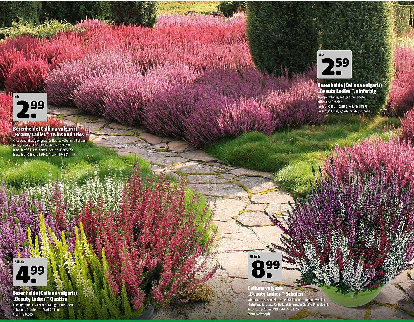 Besenheide (Calluna vulgaris) - Beauty Ladies
