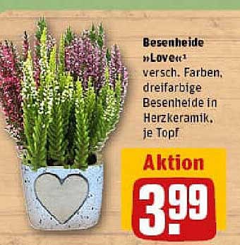 Besenheide 'Love' - Verschiedene Farben in Herzkeramik