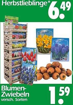 Blumen-Zwiebeln – eine bunte Vielfalt für Ihren Garten