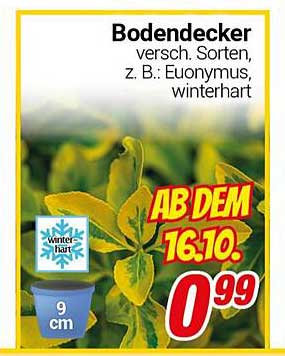 Bodendecker verschiedene Sorten, z. B.: Euonymus, winterhart