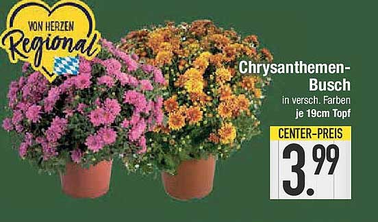 Chrysanthemen-Busch in verschiedenen Farben je 19cm Topf