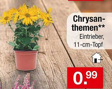 Chrysanthemen Eintrieber, 11-cm-Topf