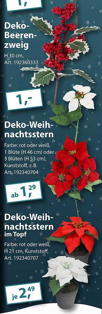 Deko-Weihnachtsstern im Topf