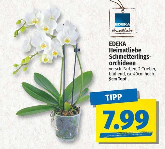 EDEKA Heimatliebe Schmetterlingsorchideen