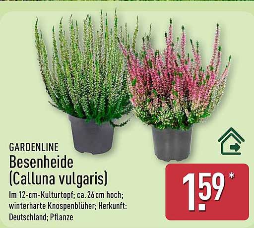 GARDENLINE Besenheide (Calluna vulgaris)