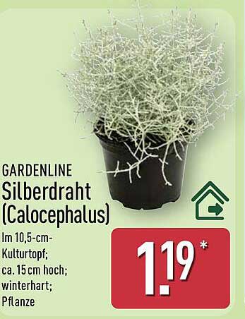 Gardenline Silberdraht (Calocephalus)