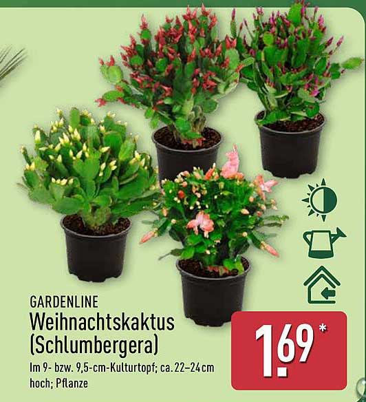 GARDENLINE Weihnachtskaktus (Schlumbergera)