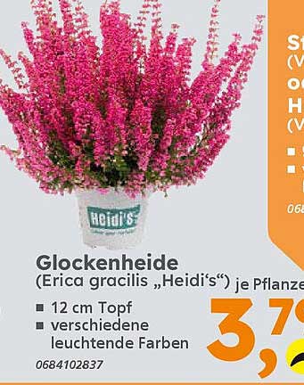 Glockenheide (Erica gracilis „Heidi‘s“) je Pflanze