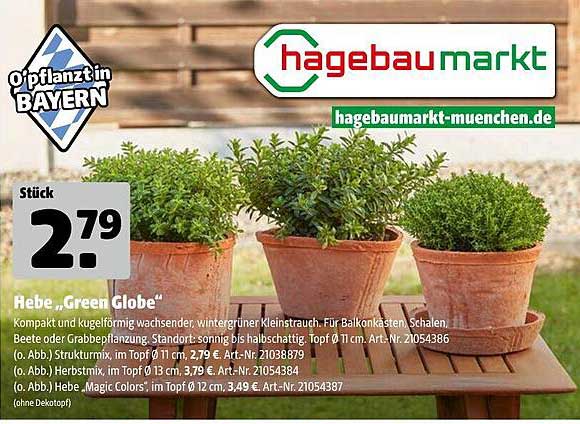 Hebe „Green Globe“ – Wintergrüner Kleinstrauch für Balkon und Garten