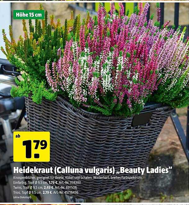 Heidekraut (Calluna vulgaris) "Beauty Ladies"