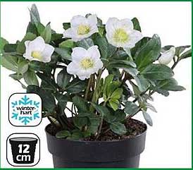 Helleborus niger - die Winterblühende Pflanze für Ihr Zuhause