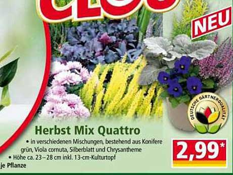 Herbst Mix Quattro