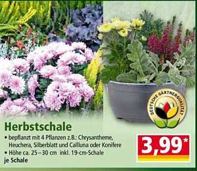 Herbstschale – bepflanzt mit 4 Pflanzen z.B. Chrysanthem, Heuchera, Silberblatt und Calluna oder Konifere