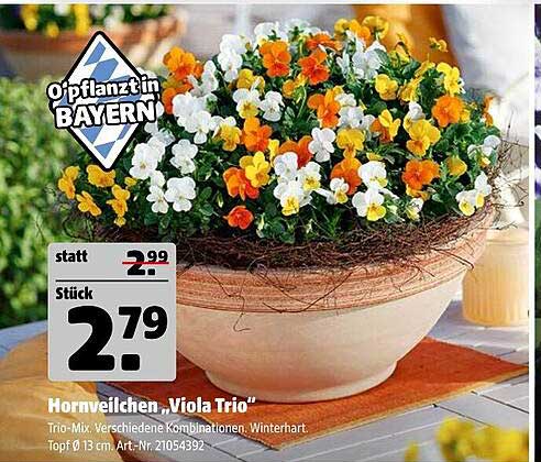 Hornveilchen 'Viola Trio' - Winterhart in ansprechenden Farben