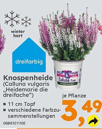 Knospenheide (Calluna vulgaris „Heidemarie die dreifache“)