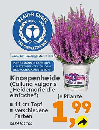 Knospenheide (Calluna vulgaris „Heidemarie die einfache“) - je Pflanze