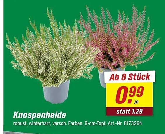Knospenheide - robust, winterhart in verschiedenen Farben