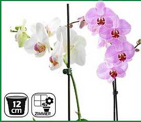 Orchidee 12 cm Topf - Zimmerschönheit für Ihr Zuhause