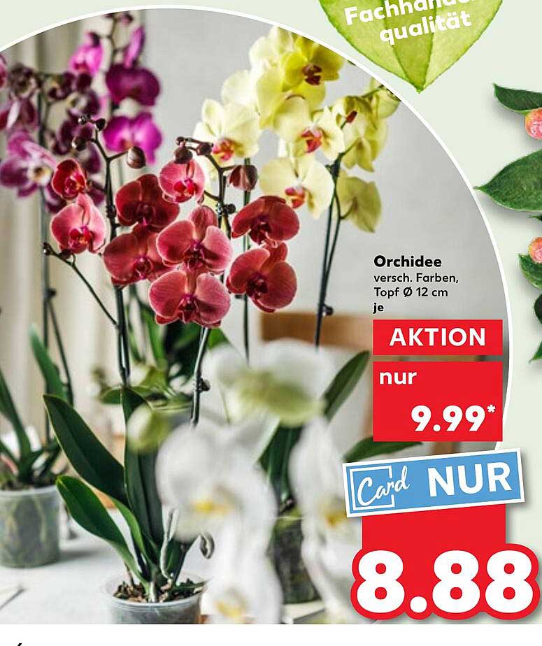 Orchidee verschiedene Farben, Topf Ø 12 cm je