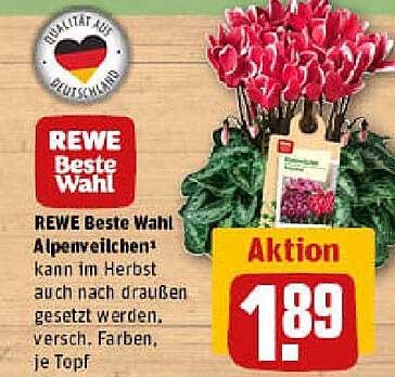 REWE Beste Wahl Alpenveilchen