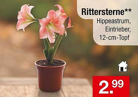 Rittersterne** - Hippeastrum, Eintrieber, 12-cm-Topf