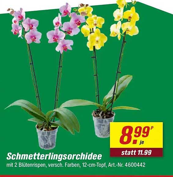 Schmetterlingsorchidee mit 2 Blütenrispen, verschieden Farben, 12-cm-Topf