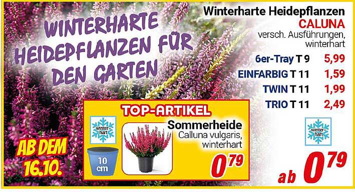 Sommerheide Calluna vulgaris, winterhart