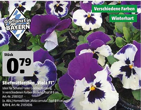 Stiefmütterchen, Viola F1 – Verschiedene Farben, Winterhart