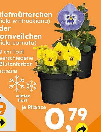 Stiefmütterchen (Viola wittrockiana) oder Hornveilchen (Viola cornuta)