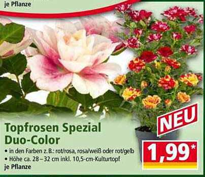 Topfroset Spezial Duo-Color