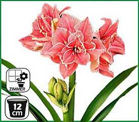 Wunderschöne Amaryllis im 12 cm Topf - Zimmerpflanze