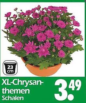 XL-Chrysanthemen Schalen