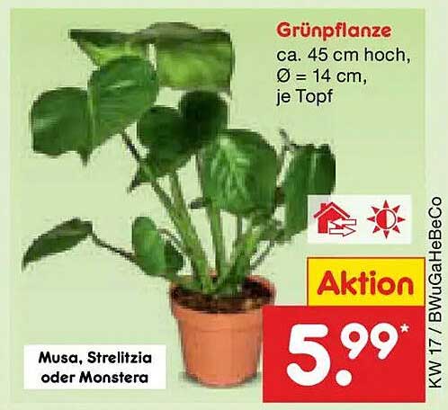 Musa, Strelitzia oder Monstera