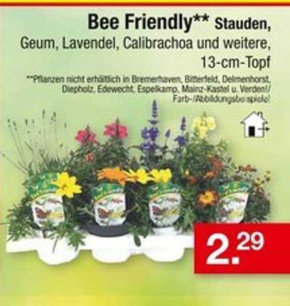 Bee Friendly** Stauden, Geum, Lavendel, Calibrachoa und weitere, 13-cm-Topf