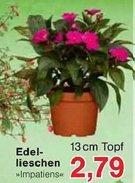 Edel-Lieschen »Impatiens« 13 cm Topf