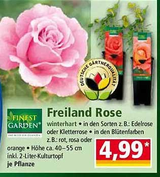 Freiland Rose - Winterharte Schönheit für Ihren Garten