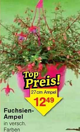 Fuchsien-Ampel in verschiedenen Farben - Top Preis!