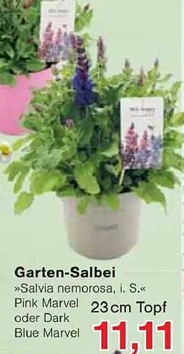Garten-Salbei »Salvia nemorosa, i. S.« Pink Marvel oder Dark Blue Marvel