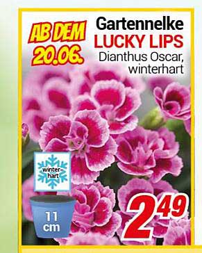 Gartennelke LUCKY LIPS - Dianthus Oscar, winterhart