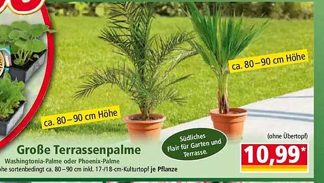 Große Terrassenpalme - Washingtonia-Palme oder Phoenix-Palm
