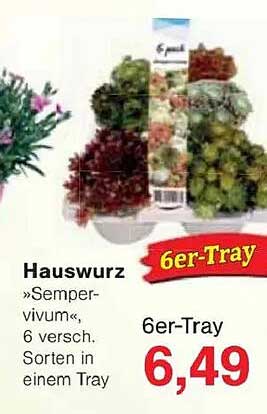 Hauswurz »Sempervivum«, 6 verschiedene Sorten in einem Tray