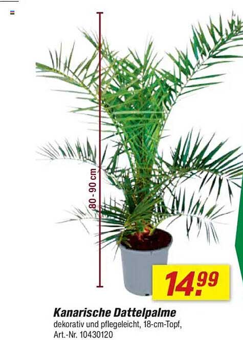 Kanadische Dattelpalme