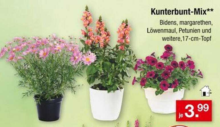 Kunterbunt-Mix** - Bidens, Margeriten, Löwenmaul, Petunien und weitere, 17-cm-Topf