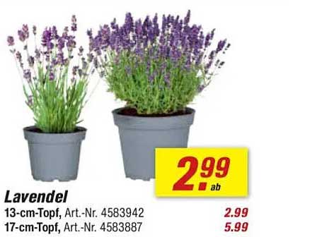 Lavendel 13-cm-Topf und 17-cm-Topf