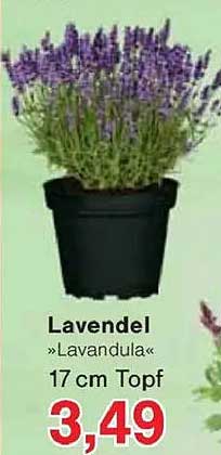 Lavendel »Lavandula« 17 cm Topf