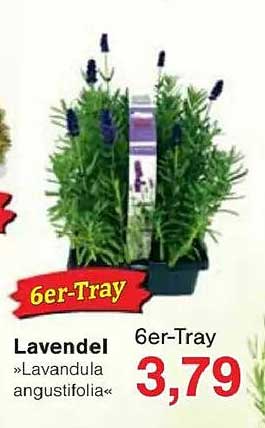Lavendel »Lavandula angustifolia« 6er-Tray