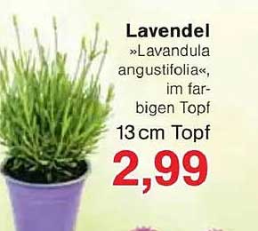 Lavendel »Lavandula angustifolia«, im farbigen Topf 13 cm Topf