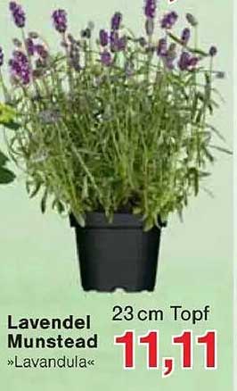 Lavendel Munstead »Lavandula« 23 cm Topf