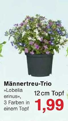 Männertreu-Trio »Lobelia erinus«, 3 Farben in einem Topf