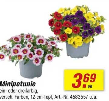 Minipetunie – Vielfalt für Ihren Garten